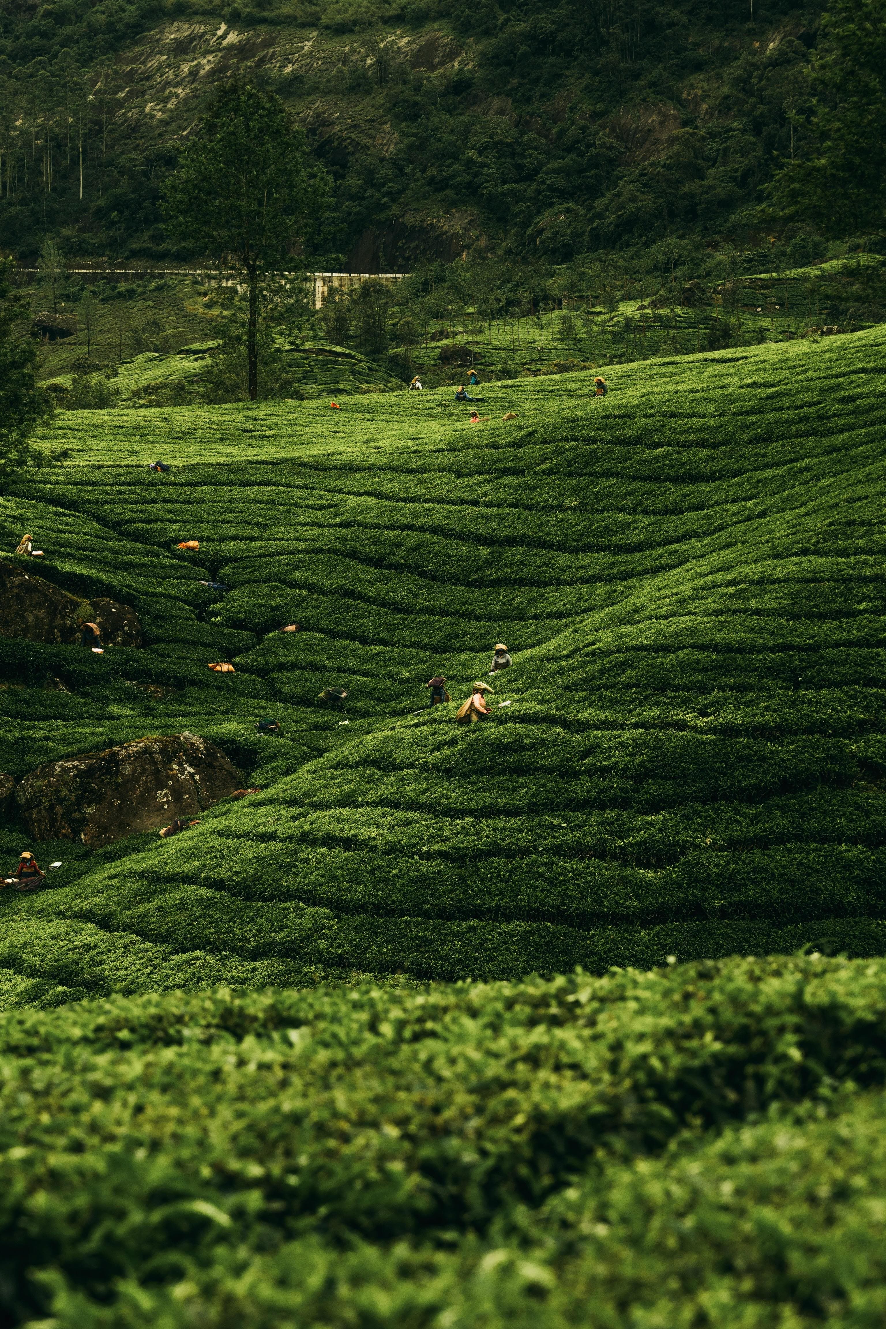 Green Field Coverage